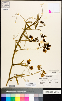 Lathyrus latifolius image