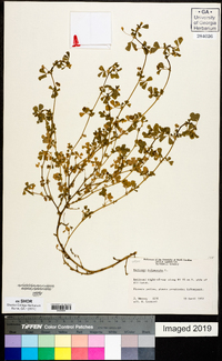 Medicago polymorpha image