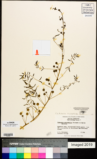 Mimosa microphylla image