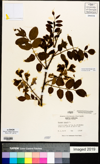 Robinia hispida image