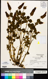 Trifolium incarnatum image