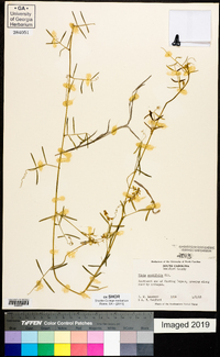 Vicia acutifolia image