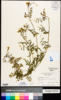 Vicia grandiflora image