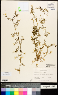 Vicia hirsuta image