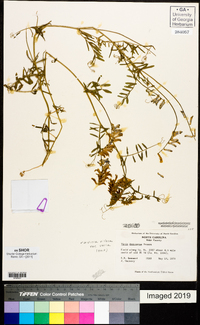 Vicia villosa subsp. varia image
