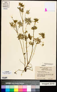 Geranium columbinum image