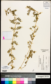 Tribulus terrestris image