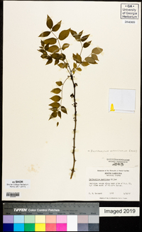 Zanthoxylum americanum image