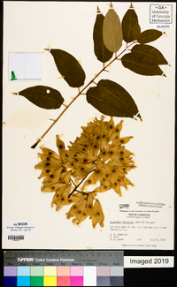 Ailanthus altissima image