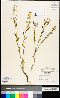 Asemeia grandiflora image