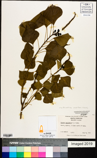 Sapium sebiferum image