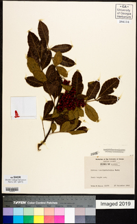 Schinus terebinthifolius image