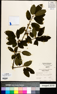 Ilex amelanchier image