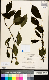 Ilex montana image