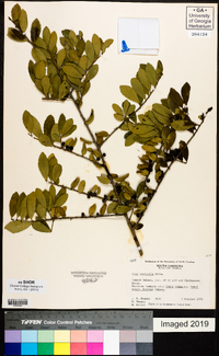 Ilex vomitoria image