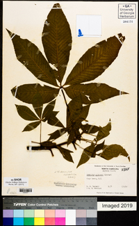 Aesculus flava image