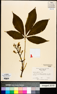 Aesculus sylvatica image