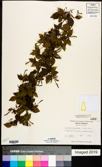 Sageretia minutiflora image