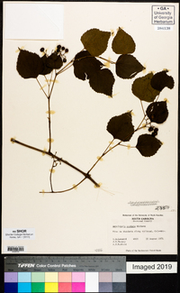 Ampelopsis cordata image