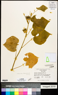 Abutilon theophrasti image