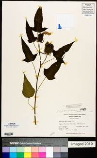 Hibiscus militaris image