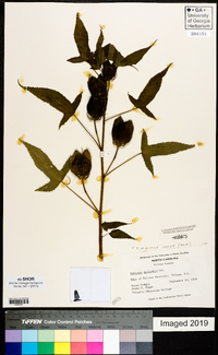 Hibiscus militaris image