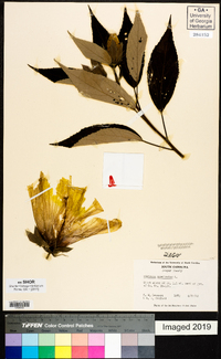 Hibiscus moscheutos image