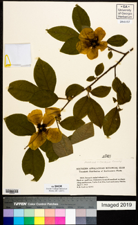 Stewartia malacodendron image