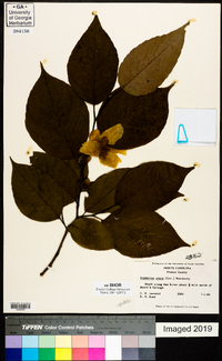 Stewartia ovata image