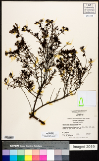 Hypericum fasciculatum image