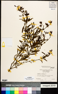 Hypericum prolificum image