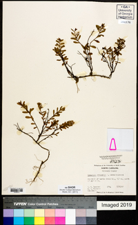 Hypericum stragulum image