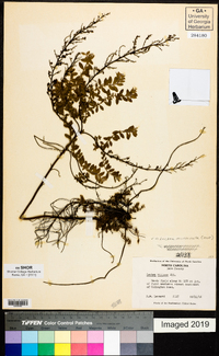 Lechea mucronata image