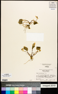 Viola rotundifolia image