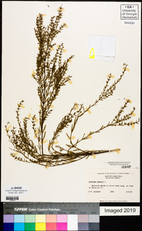 Lythrum lineare image