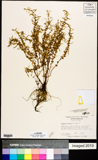 Rotala ramosior image