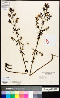 Rhexia lutea image