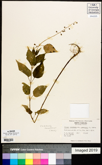 Circaea canadensis image