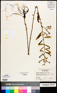 Ludwigia leptocarpa image