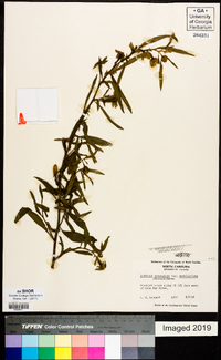 Ludwigia octovalvis image