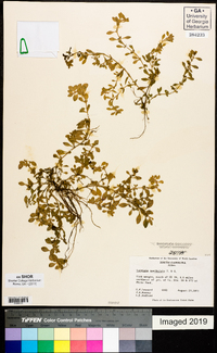 Ludwigia spathulata image