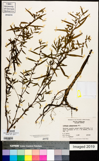 Ludwigia sphaerocarpa image