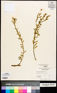 Oenothera humifusa image