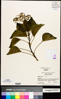 Hedera helix image