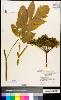 Angelica triquinata image