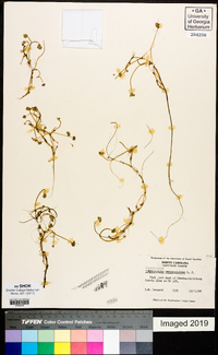 Hydrocotyle ranunculoides image