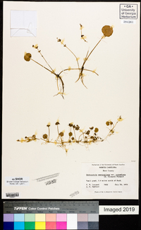 Hydrocotyle prolifera image