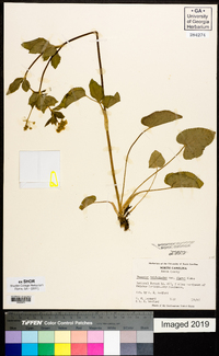 Thaspium trifoliatum var. aureum image