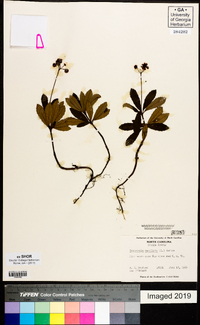 Chimaphila umbellata image