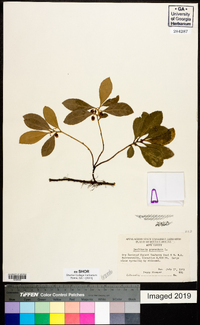 Gaultheria procumbens image